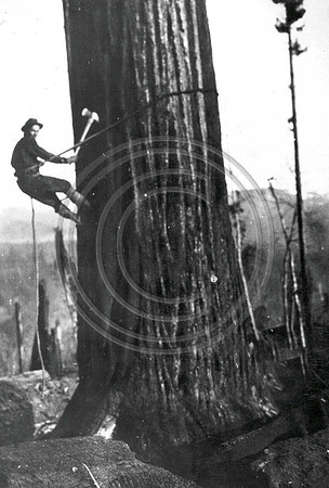 1934 Paul Humphries tree topper Freshwater Operations