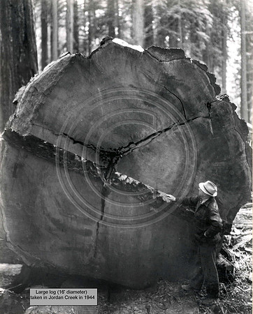 16 foot tree Jordan Creek 1944