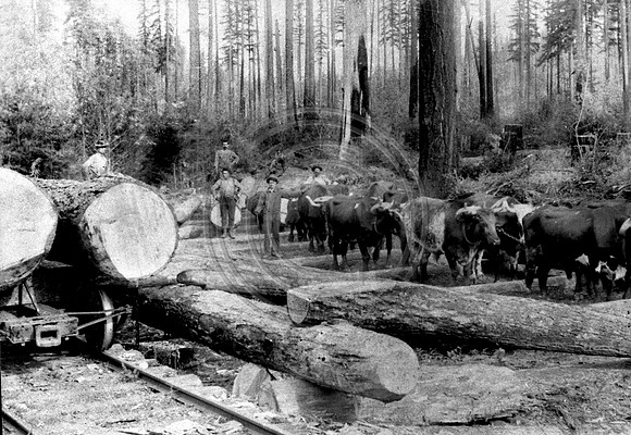 Loading logs on rail car