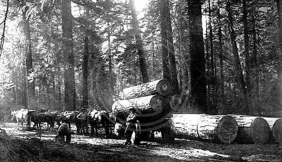 Logging in the Sierra's