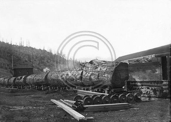 Logs from one tree