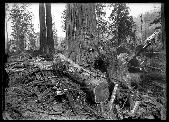 2 men sawing down old growth tree