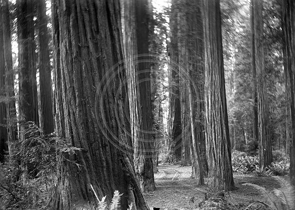 Road going thru Oldgrowth Forest