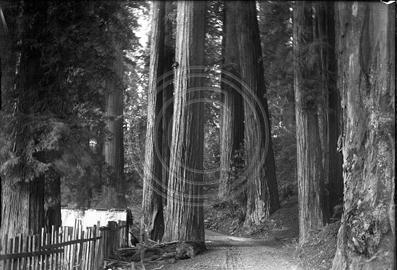 Road thru Oldgrowth forest with a picket fence