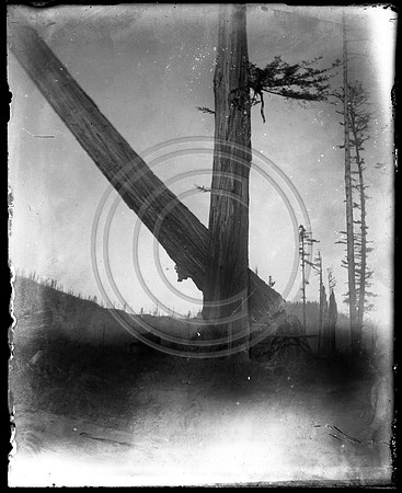 Tree falling