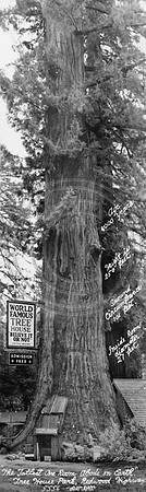 World Famous Tree House