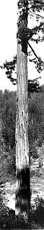 Redwood Tree