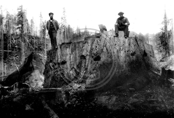 3 men on a Redwood stump