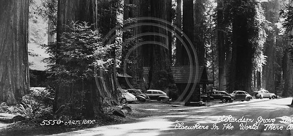 Richardson Grove State Park California