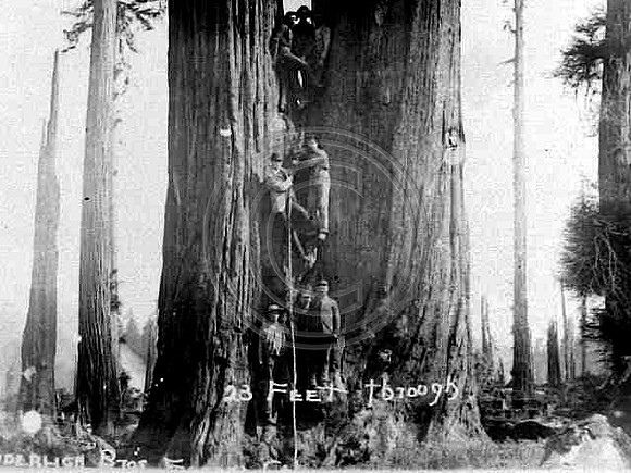 23 ft through Redwood trees grown together