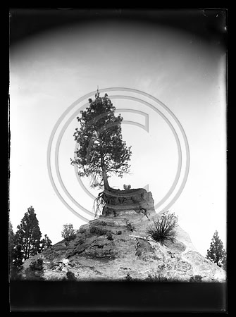 Lone Tree scanned 4-13-2012 from 5x7 glass negative