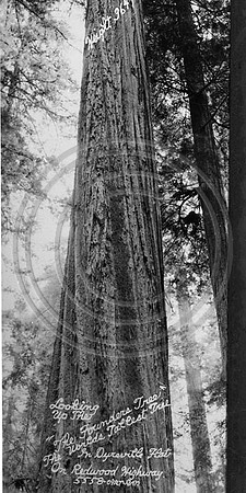 Founders Tree on Old Redwood Highway 101