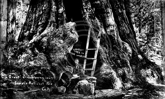 General Grant Tree largest tree in the world Sequoia National Park, California