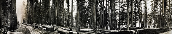 Logging Redwood forest by Railroad