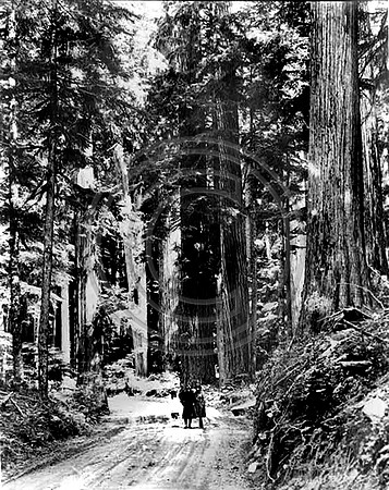 Along the Avenue