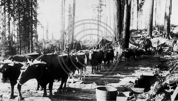 Oxen team hauling logs