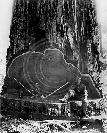 14 foot diameter Redwood tree