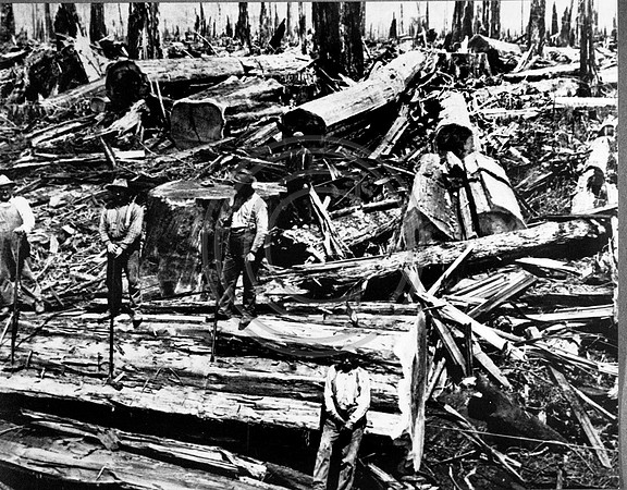 Log Peelers in the Redwoods