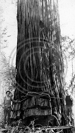 Putting in the undercut of a Redwood tree