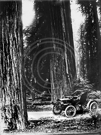 Overland Auto in the Redwoods at Pepperwood