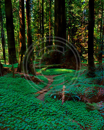 Oxcolas trail in Redwoods at pepperwood 8x10 copy