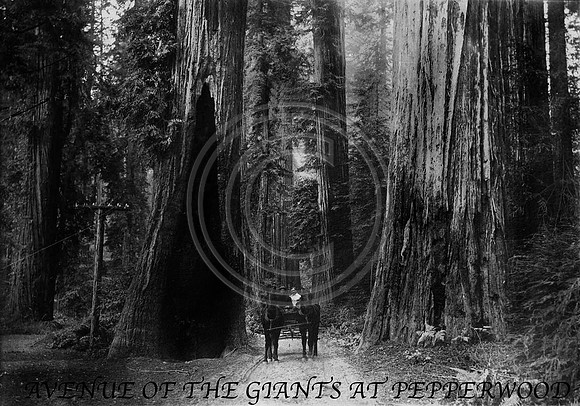 avenue of the giants at pepperwood