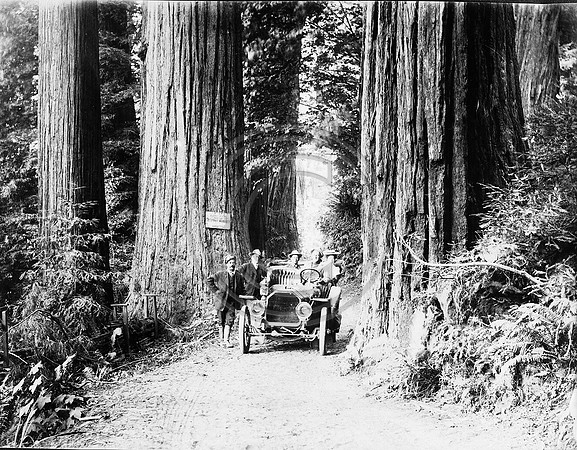 Early Pepperwood Avenue of the Giant
