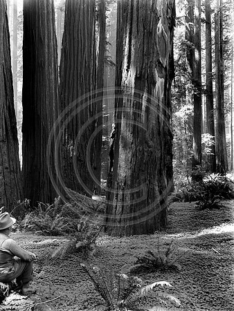 Man in Carson woods 1915