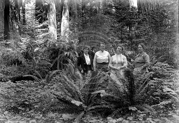 Ladies in the ferns