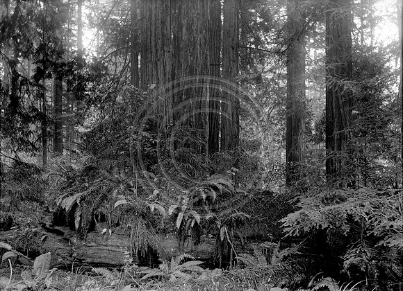 Redwood forest Fortuna Ca. 1910