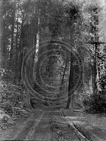 Old County Road near Fortuna Ca 1900