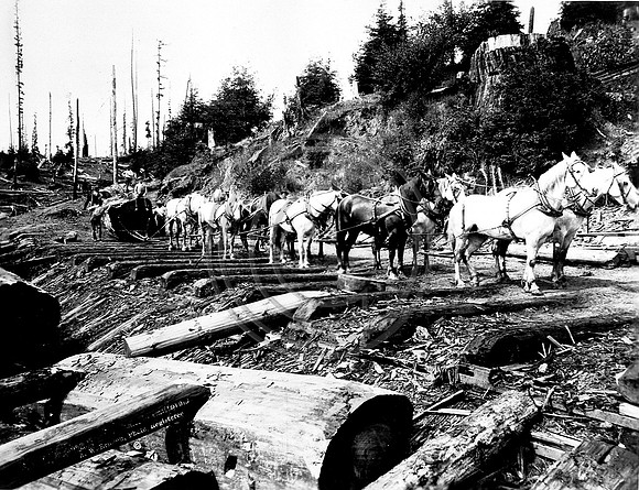 Horse Team logging in the Redwood forest