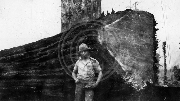 Chet Martin posing by this giant Redwood tree