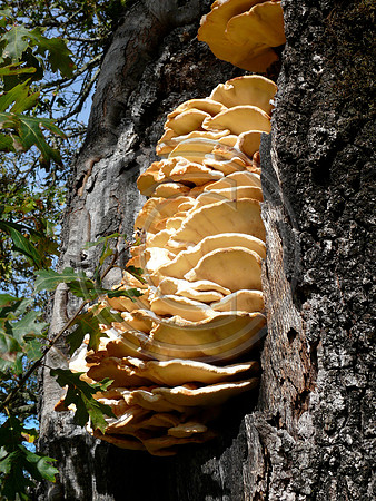 Tree Shrooms