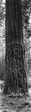 Redwood tree with man posing on left of the tree