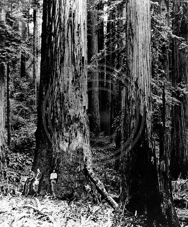 Redwood Tree in Little River 16ft diameter