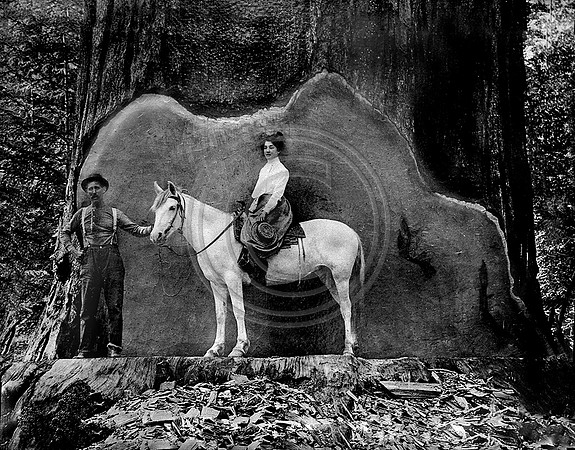 Anna Greenwood in Fort Bragg California Mednocino County