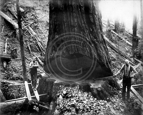 Taking a break in the Redwoods