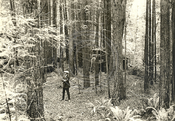 50 yr Old Trees