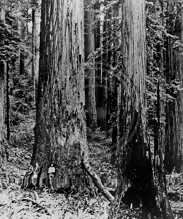 16 foot Redwood tree with 3 posers at the base of tree