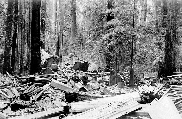 Redwood By products Bull Creek