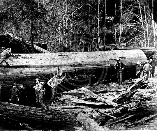 Log peelers at work in the Redwood forest