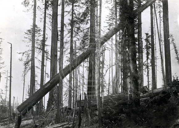 1925 Freshwater Camp 12 foot diameter tree falling