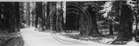 Pioneer's Grove on Old Redwood Highway