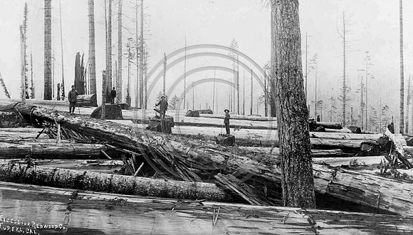 Loggers at Freshwater