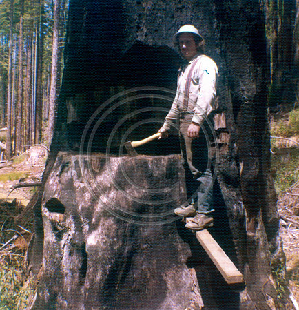 Bill Nichols in the Redwoods