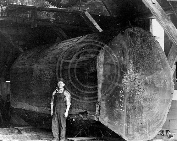 10,562 board feet at  Head Rig