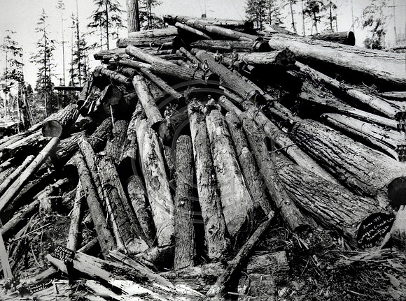 Logging-100,000-board-feet of redwood