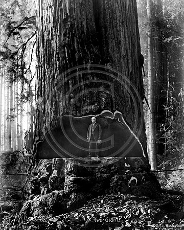 Two Giants a Lumber Baron and Redwood tree