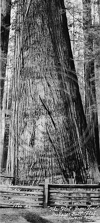 Flat Iron Tree